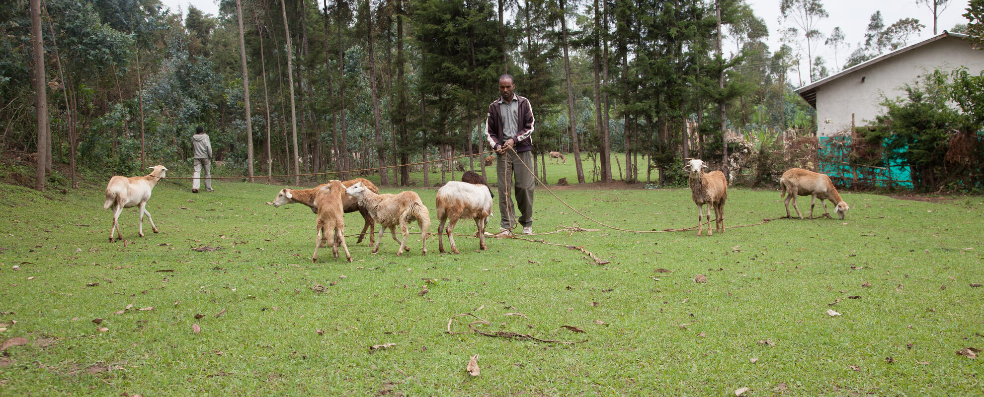 Feeding sheep, Doyogena, Ethiopia