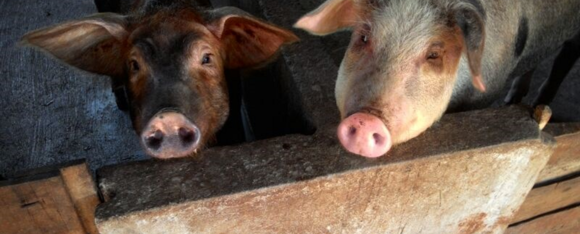 Pigs in Vietnam