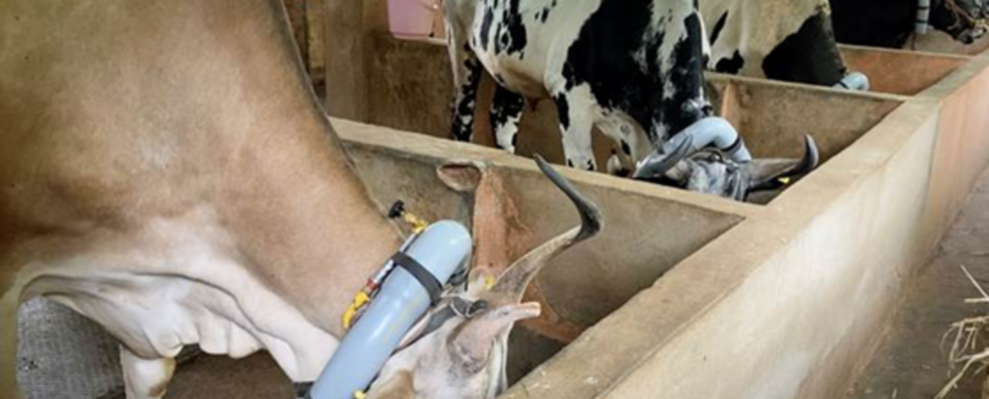 Assessment of Spatio-Temporal Variation in Enteric Methane Emissions and Development of Primary Data Based Inventory