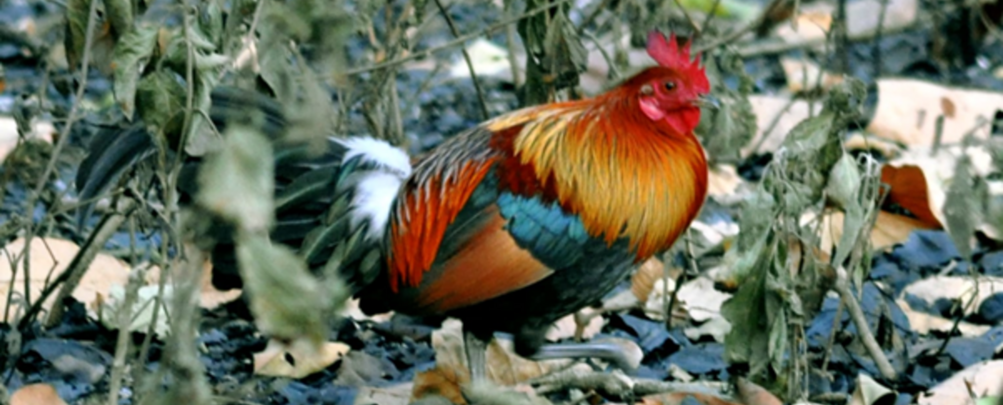 Pangenome analysis and identification of selection signatures for conservation of Red Jungle fowl