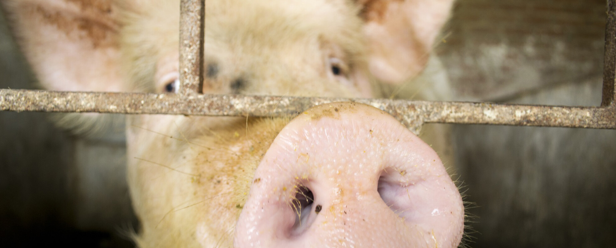 Analysis of African swine 