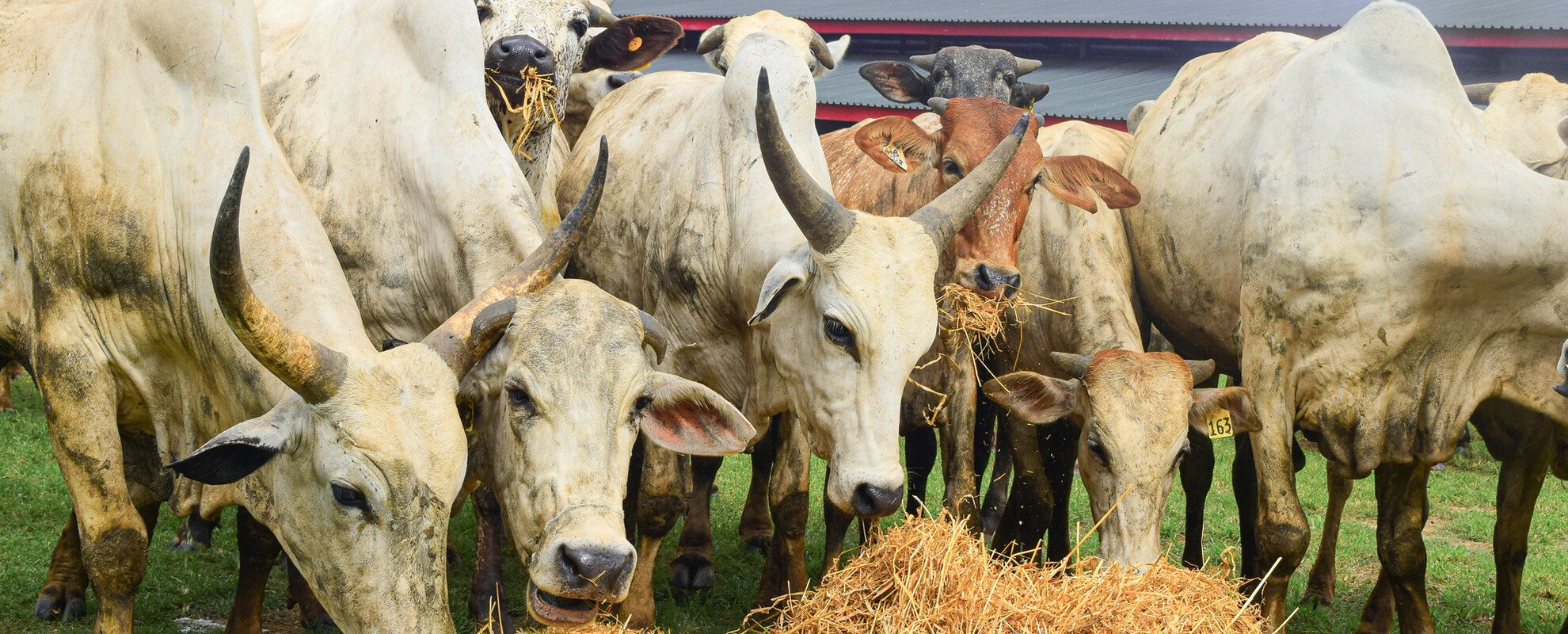 Nigeria Livestock Master Plan (N-LMP)