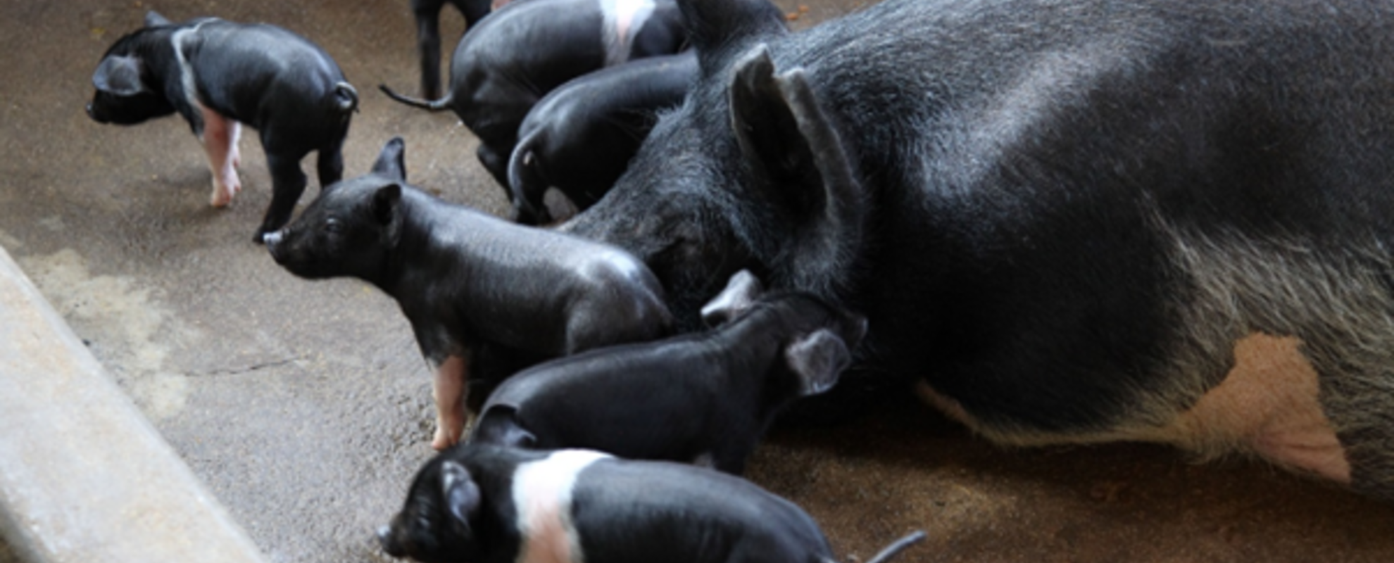 Development of vaccines for prioritized exotic and emerging animal diseases