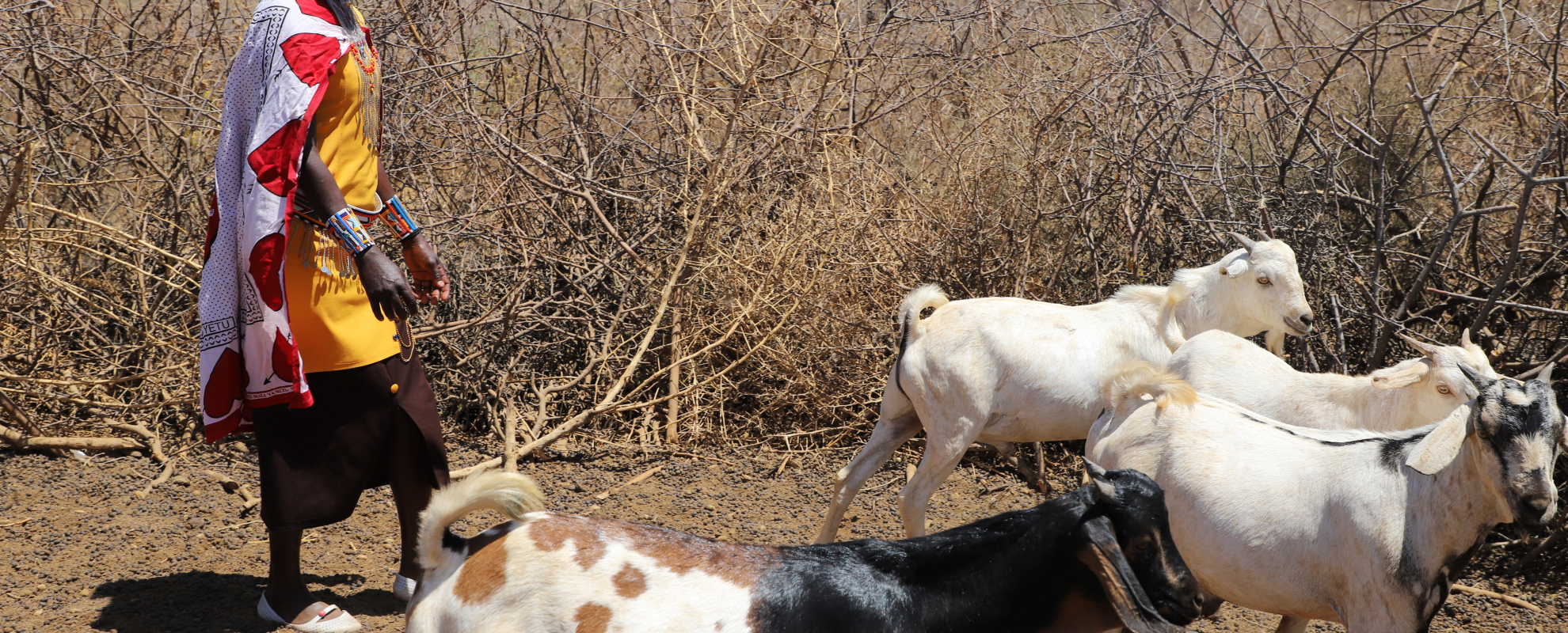 CASHA project participant in Kajiado. Photo credit: FAO/Lydia Limbe