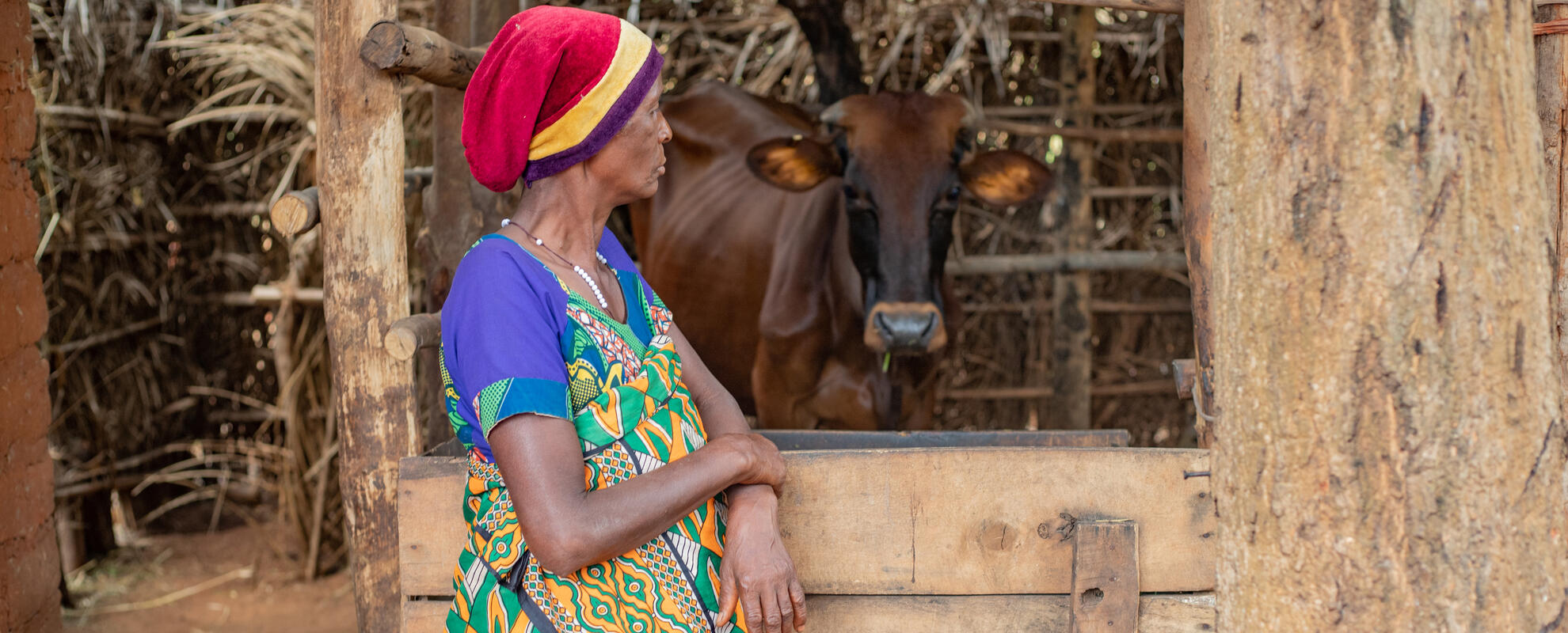 Farmer Virginie Ntumigomba with her cow in the stable - Mwimbiro_Makamb