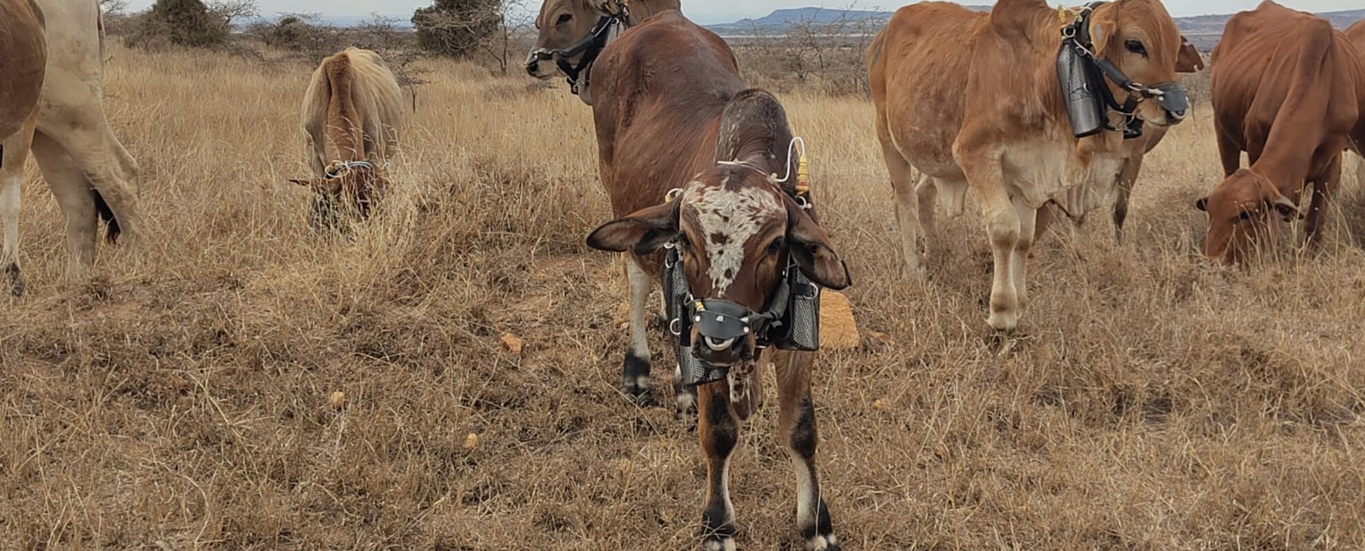  measuring methane and feed intake