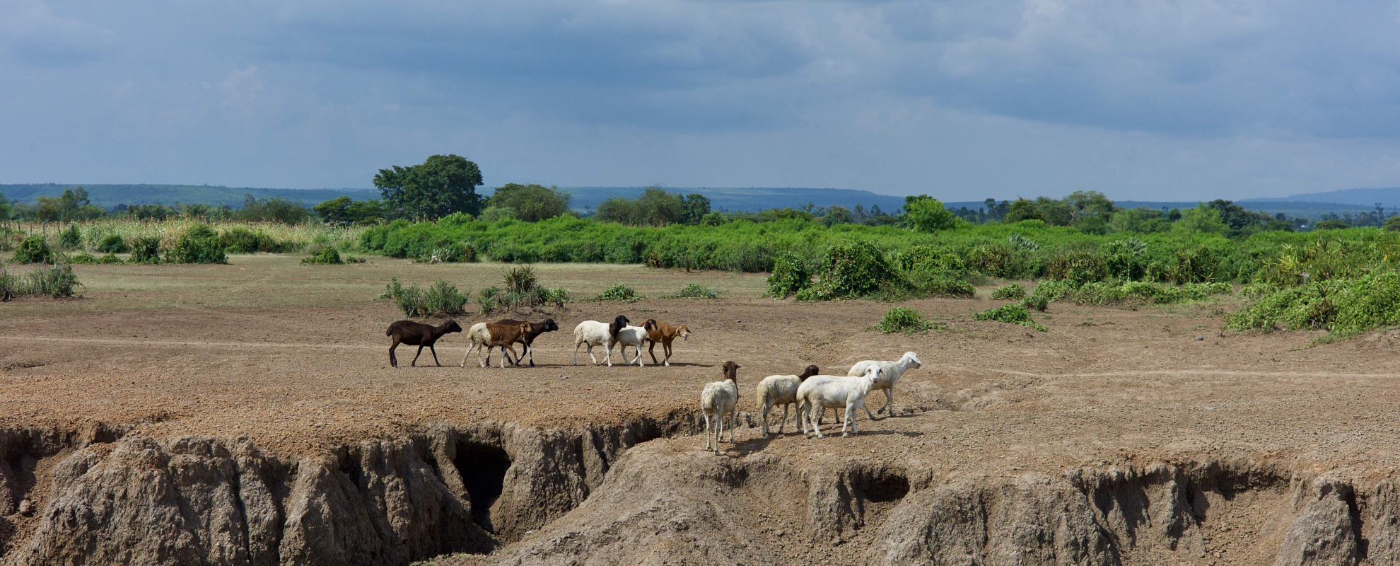 Can we accurately map soil health from space, or do we still need to get our hands dirty?