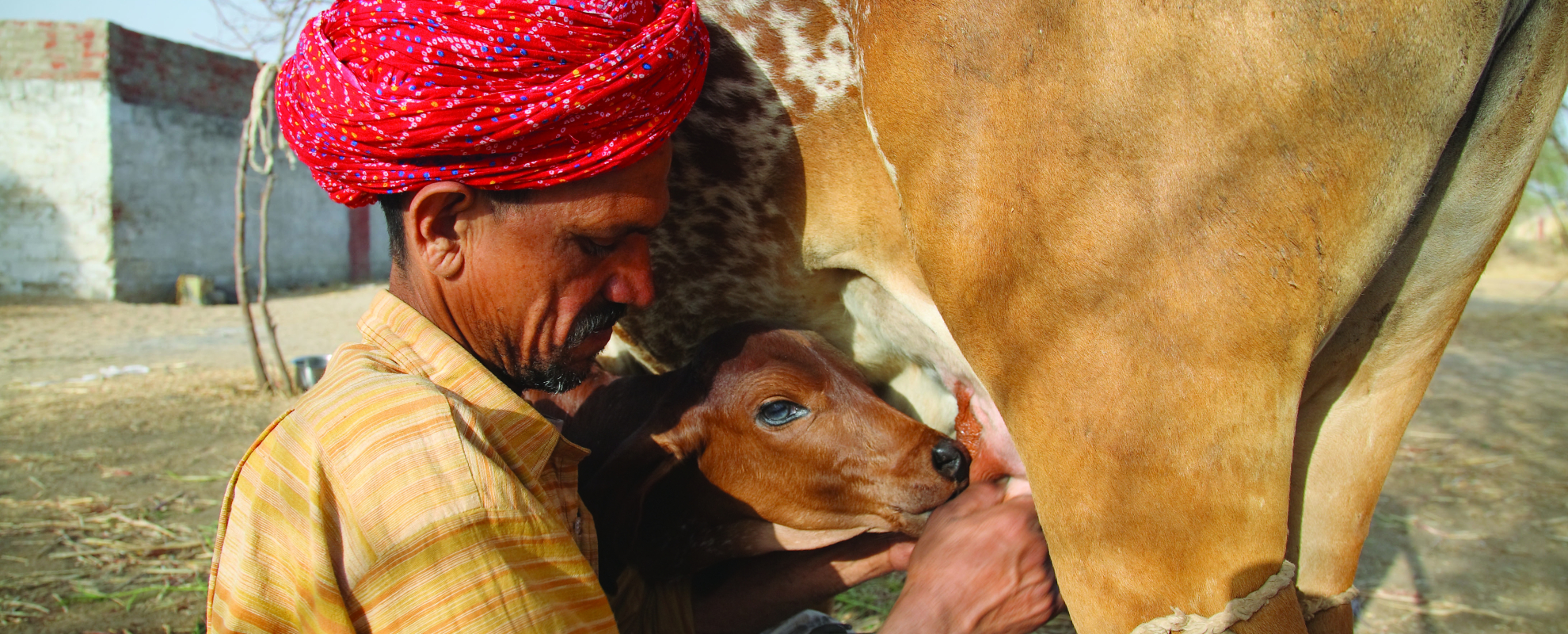 New initiative to help transform the livestock sector in low- and middle-income countries launched at 2026 Borlaug Dialogue