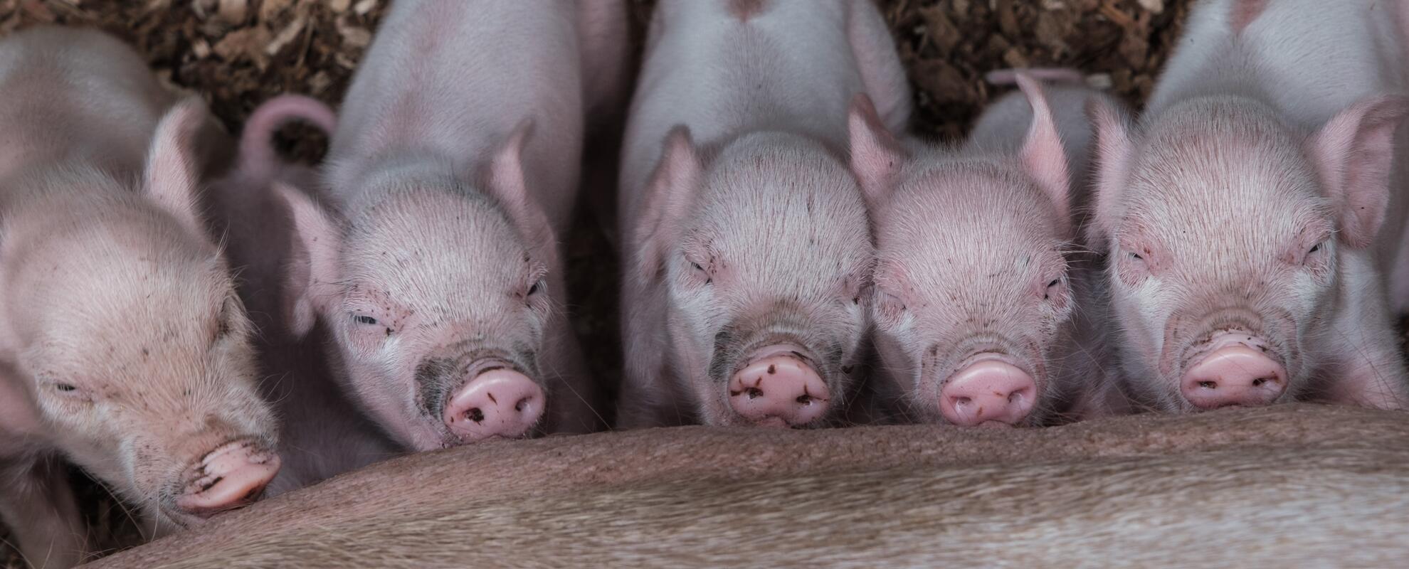 Intergrated herd health to improve pig production 