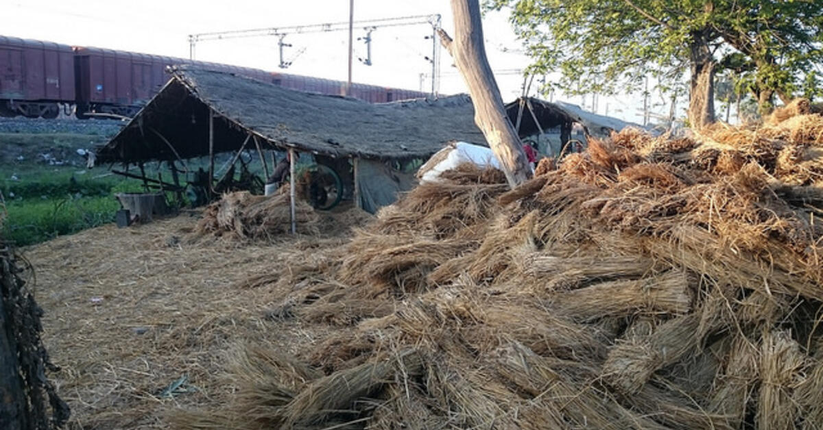 Improved and pearl millet forage cultivars for intensifying