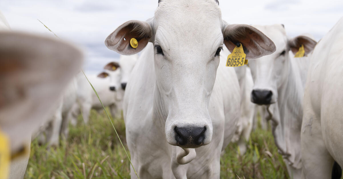 CGIAR initiatives highlight sustainable livestock investments for rangeland restoration at Global Landscapes Forum - Vimarsana News