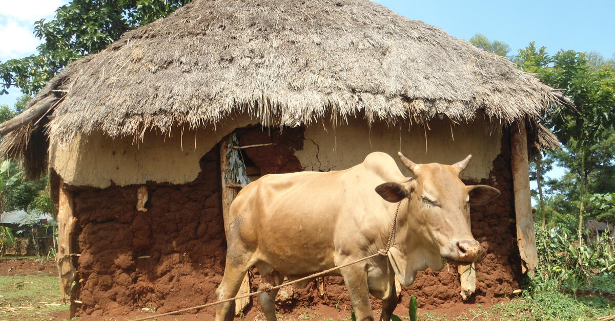 ILRI scientists' work highlighted in International Summit on the Societal Role of Meat and special volume of Animal Frontiers - Vimarsana News