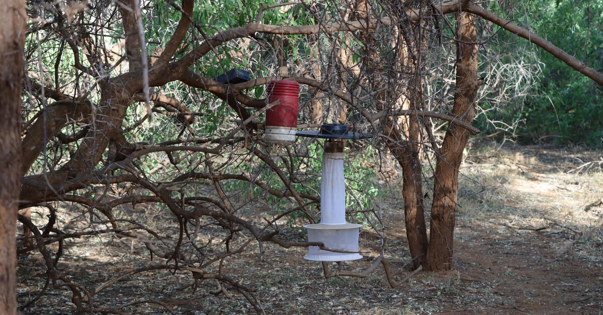 Climate change, mosquitoes and disease: Battling a lethal trio in northern Kenya - Vimarsana News