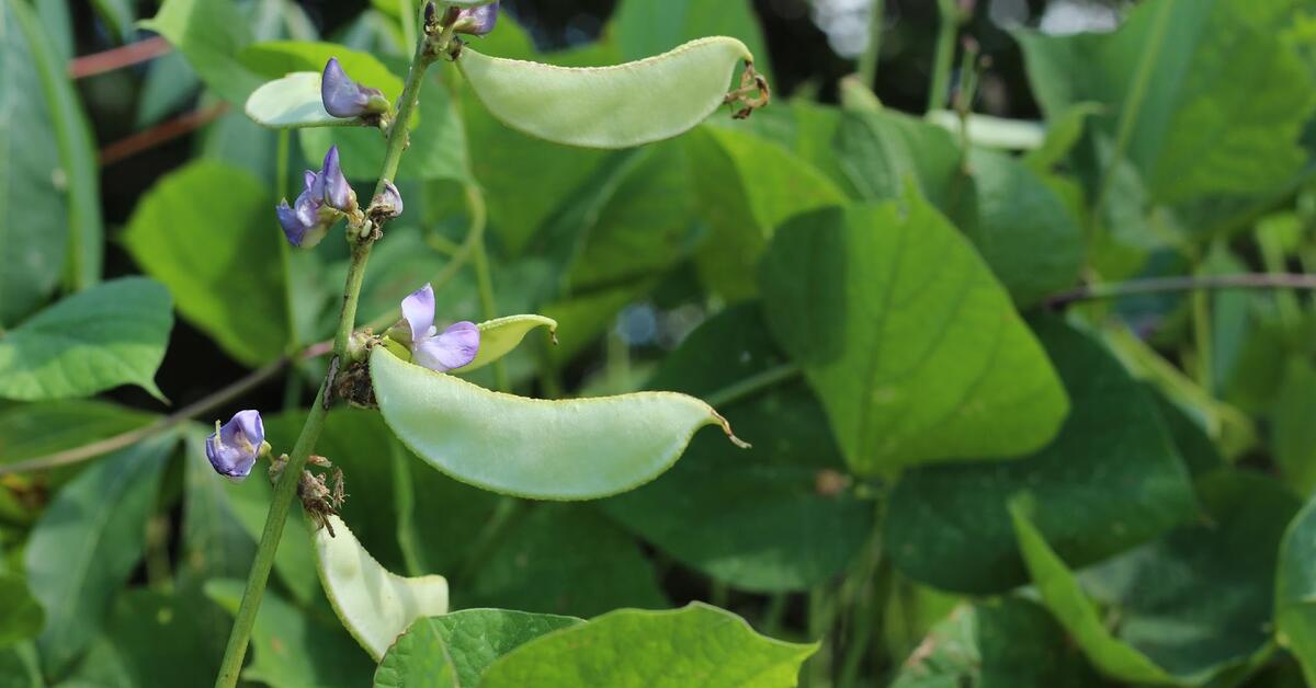 New bean genome unveils potential to boost food security and resilience in drought-prone regions - Vimarsana News