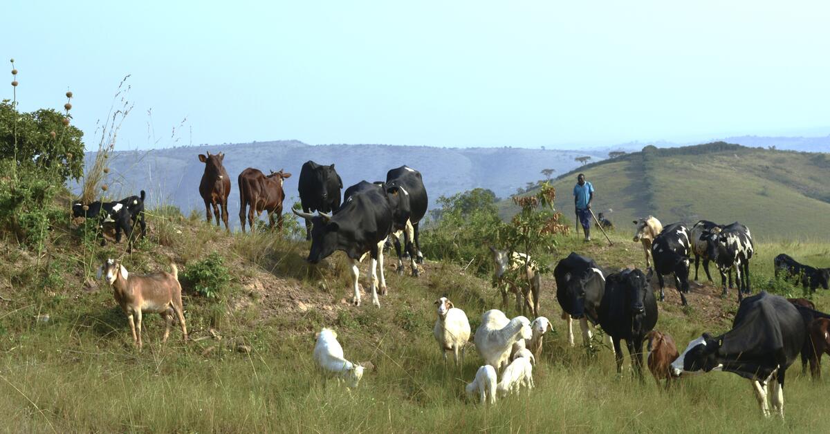 Research in Uganda highlights need to focus on small ruminants in brucellosis prevention and control - Vimarsana News