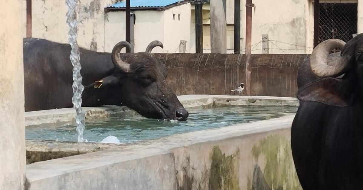 NEXUS Gains Initiative to develop strategy for efficient dairy production in water-stressed region of Nepal - Vimarsana News
