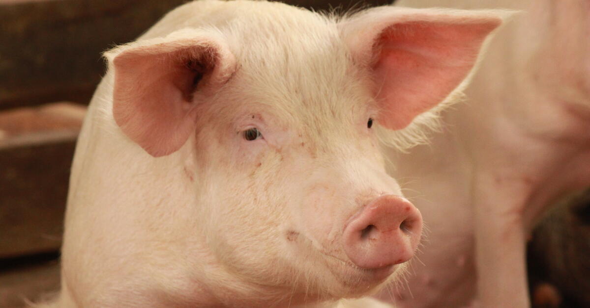 A vaccine solution for African swine fever is within reach - Vimarsana News