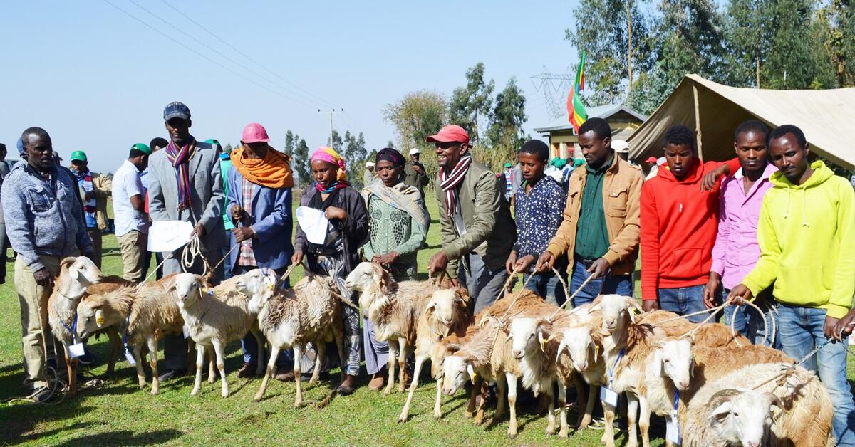 Community-based sheep breeding programs in Ethiopia generate genetic ...