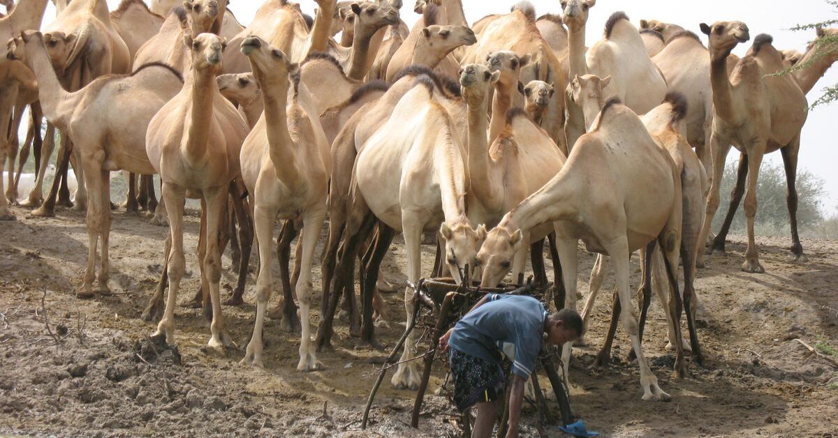 Emerging public health threats in Africa's drylands - Vimarsana News