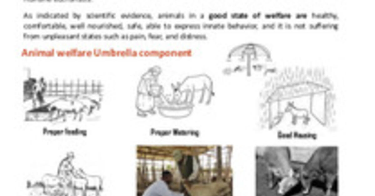 What is Animal Welfare?