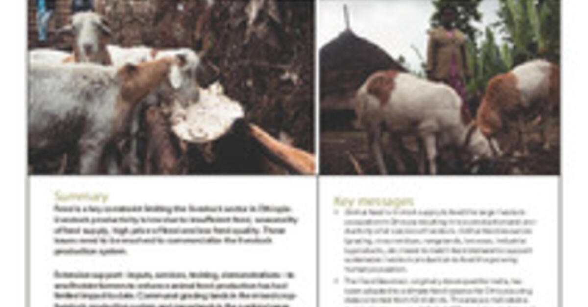 Feed BaseEthiopia Prototype database and decisionmaking tool for