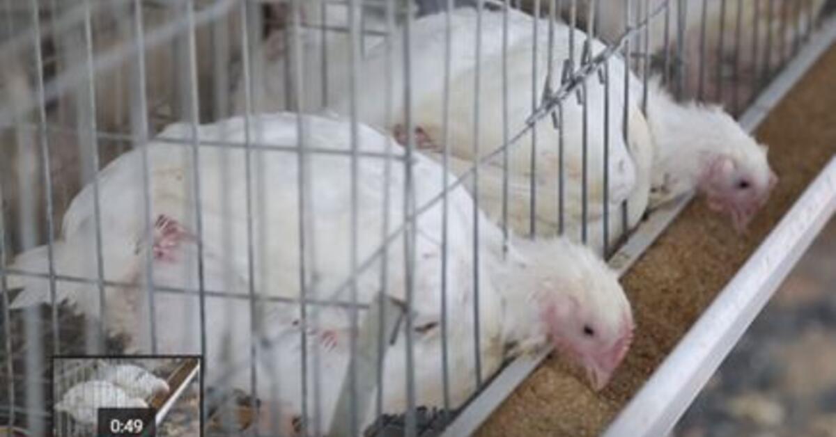 Transforming cassava peels into animal feed