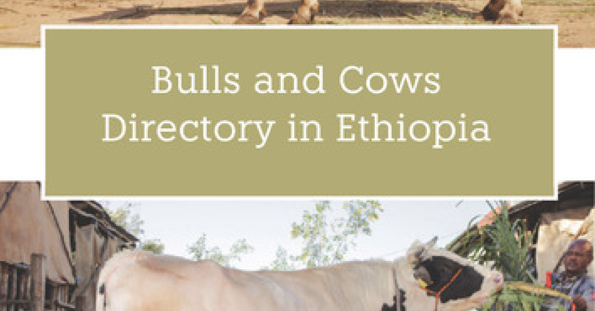 Bulls and cows directory in Ethiopia