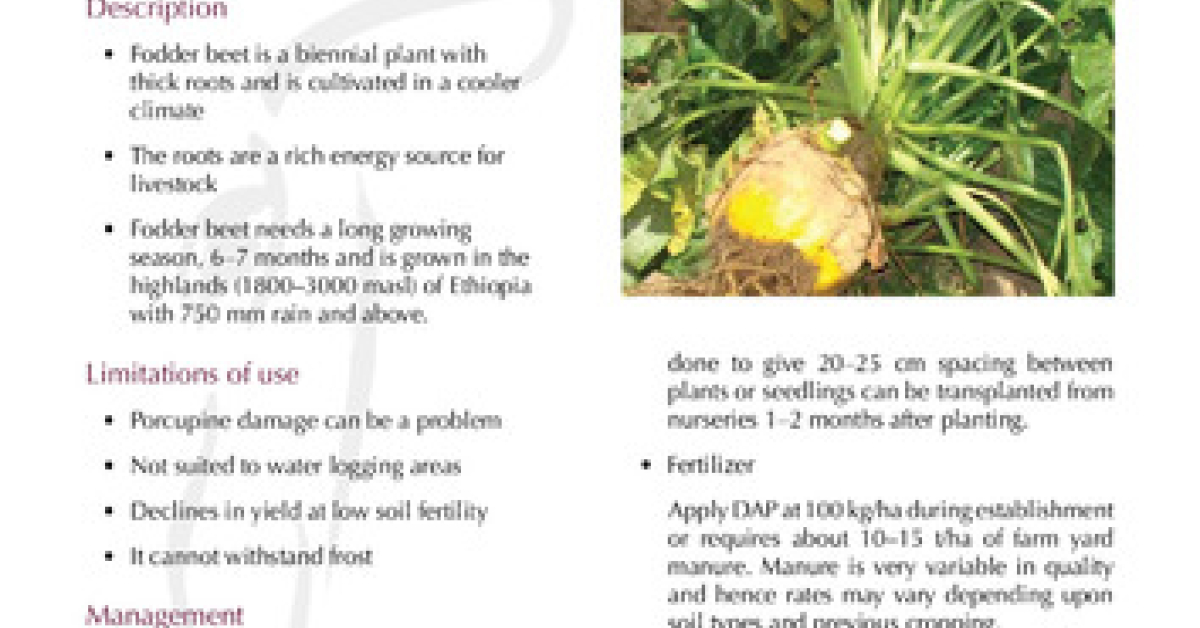 Fodder beet (Beta vulgaris) for livestock feed on small-scale farms ...