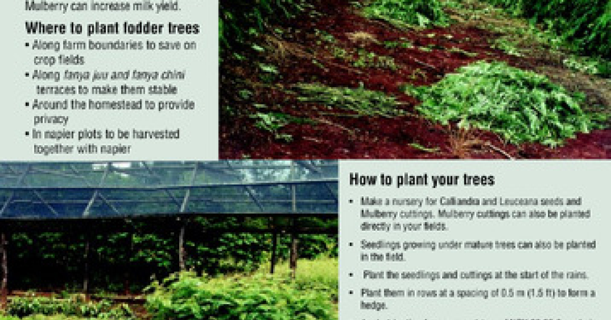 Forest Fodder Plant fodder trees for more milk and cash