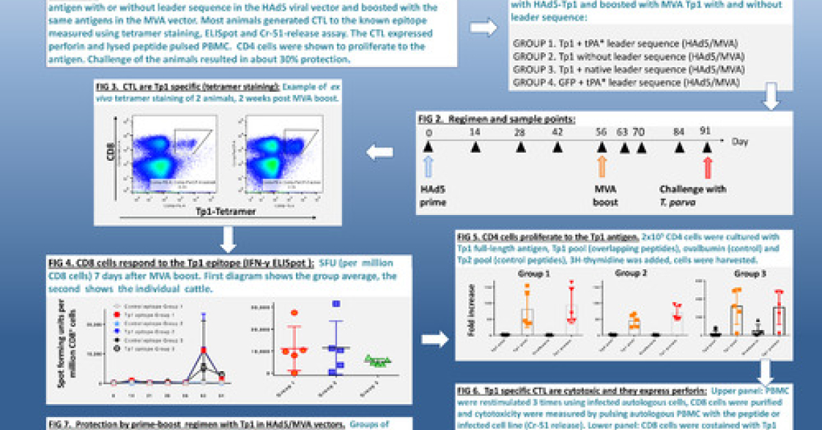 Immunogenicity and protection of the Theileria parva CTL antigen Tp1 ...