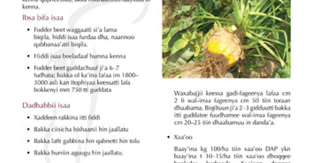 Fodder beet (Beta vulgaris) for livestock feed on small-scale farms ...