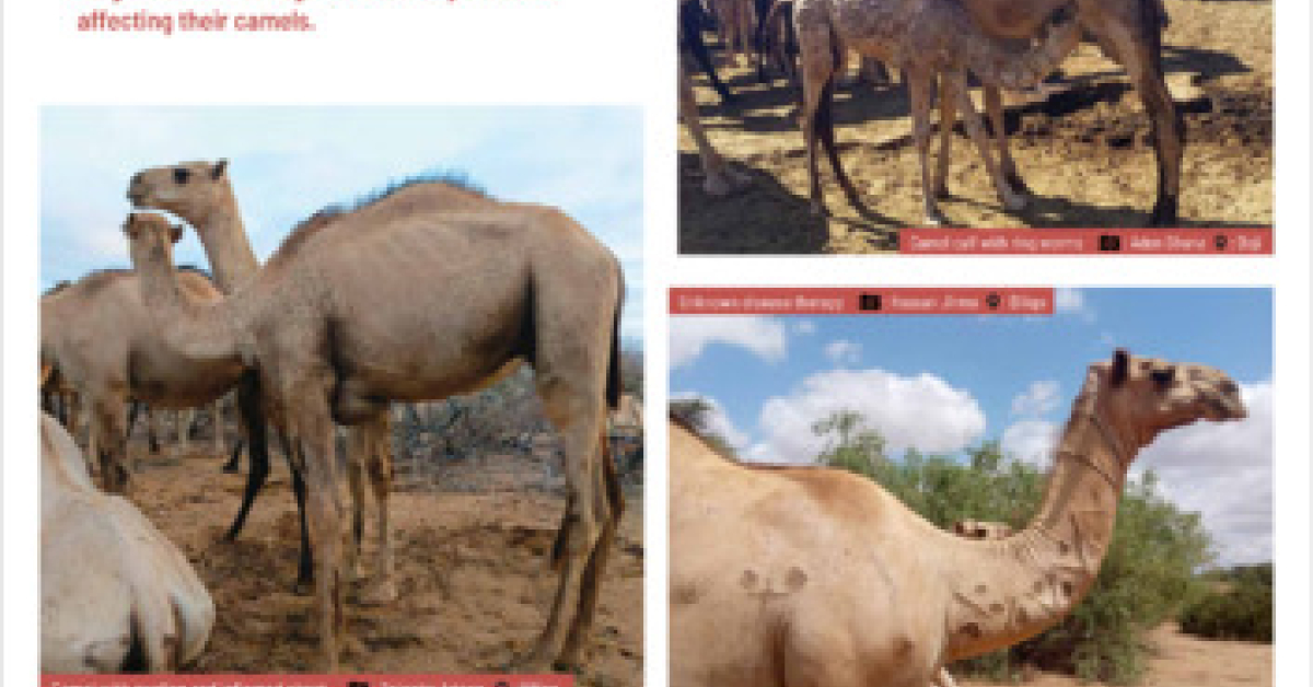 Healthy animals: Pastoralism, pathways to prosperity