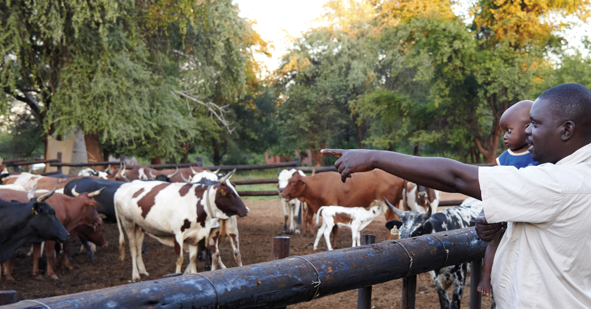 ILRI – Climate & Livestock Research (Kenya)