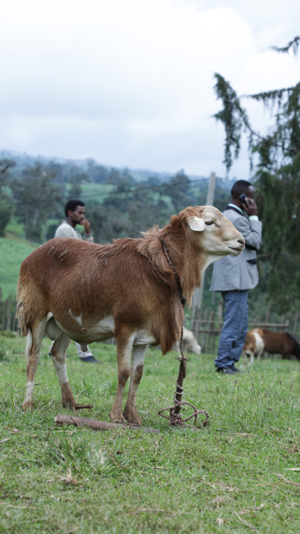 AI-powered chatbot boosts livestock disease management