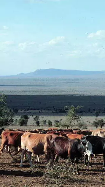 https://www.ilri.org/events/9th-international-greenhouse-gas-and-animal-agriculture-conference