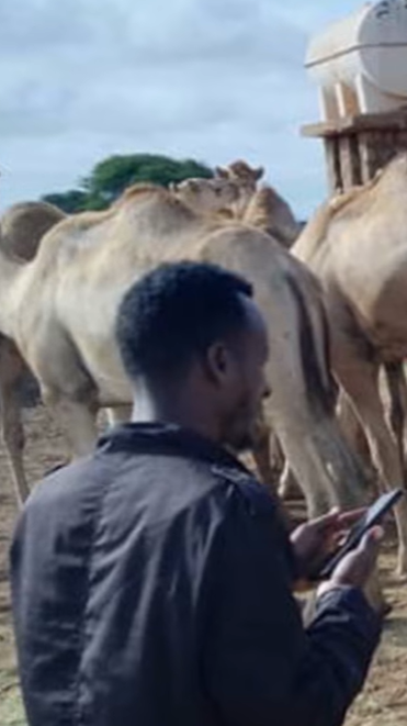 Traditional knowledge meets technology: 6,000 pastoralists use KAZNET in Kenya